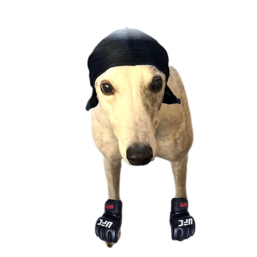 Candy the Greyhound avatar