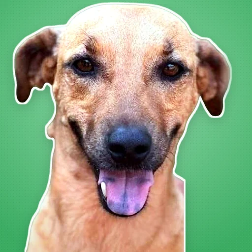 Caramelinho avatar