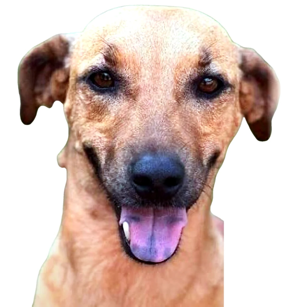 Caramelinho avatar