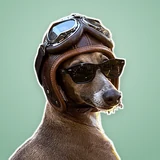 Casper the Italian Greyhound avatar