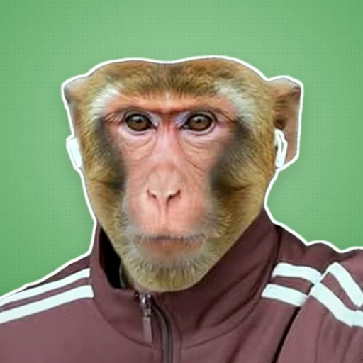 Cuca Beludo avatar
